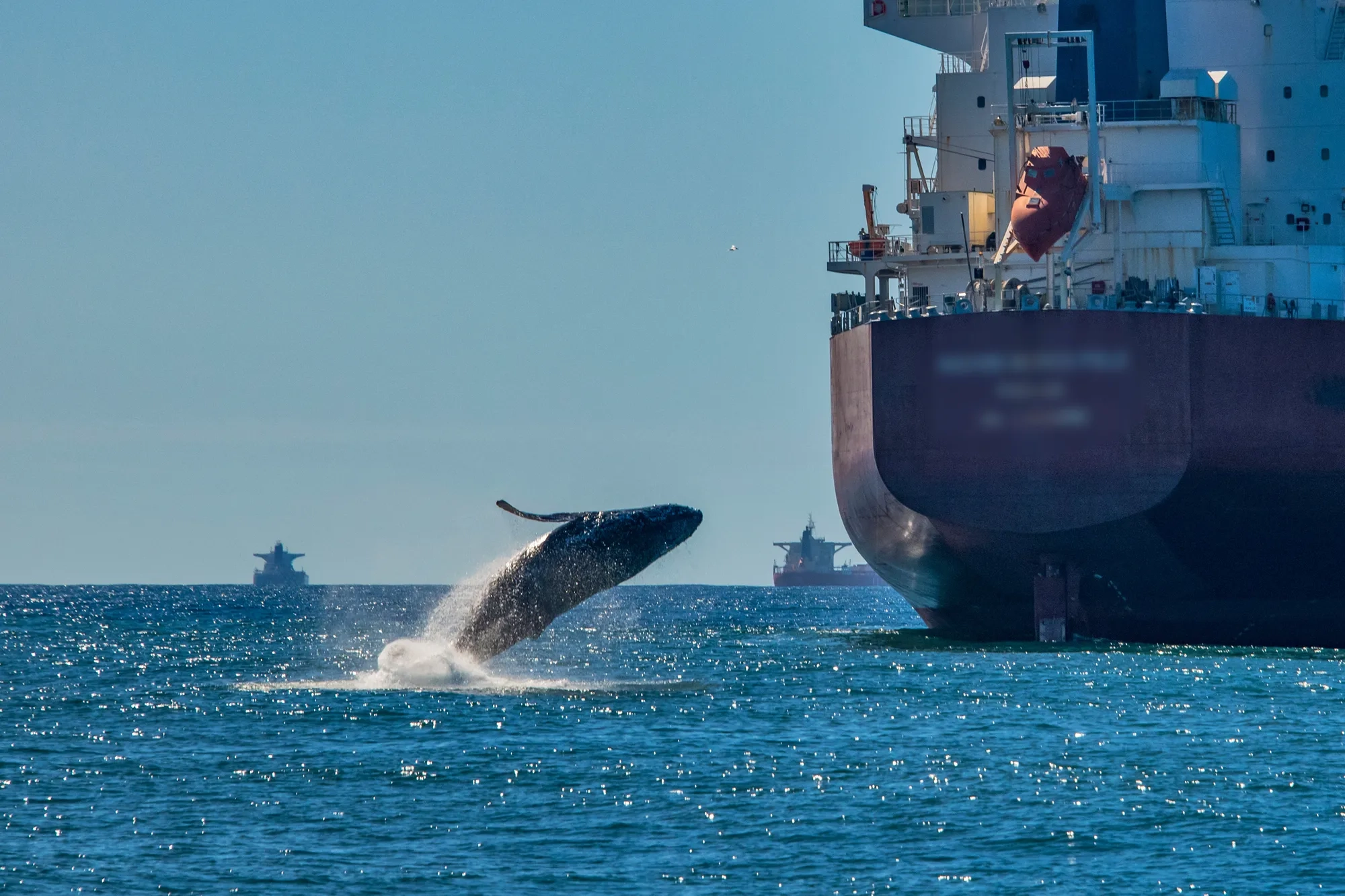Baleia-jubarte (Megaptera novaeangliae) fotografado em Vitória, capital do Espírito Santo, Sudeste do Brasil. Oceano Atlântico. Registro feito em 2019.
⠀
⠀




ENGLISH: Humpback Whale photographed in Vitória, Capital of Espírito Santo - Southeast of Brazil. Atlantic Ocean. Picture made in 2019.