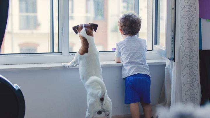 little boy and dog look out the window