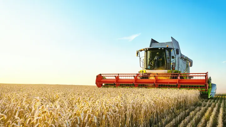 Combine harvester harvests ripe wheat. Ripe ears of gold field on the sunset cloudy orange sky background. . Concept of a rich harvest. Agriculture image