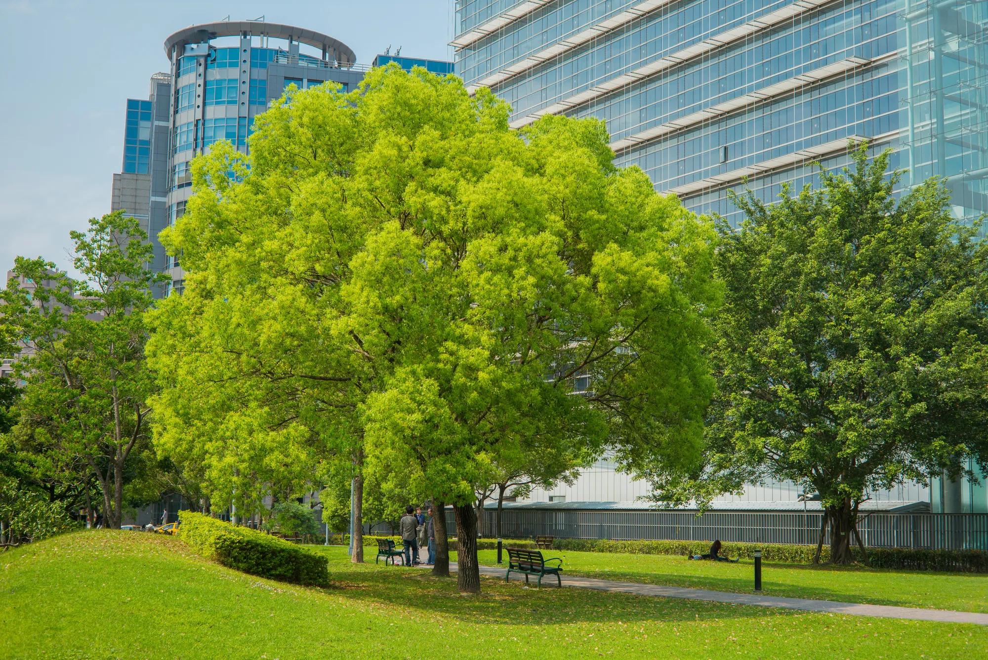 Urban park with mature trees and walking paths beside modern office buildings.