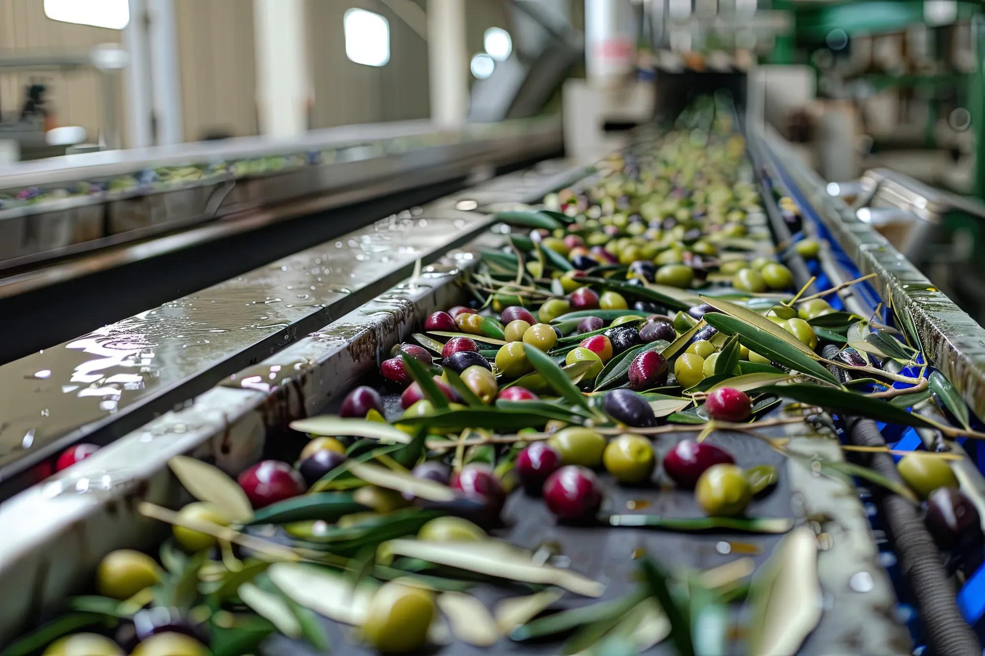 Fresh organic olives with leaves and brunches being processed and carried on industrial belt during olive oil production process. Responsible and conscious small batch family business production --ar 3:2 Job ID: a5da8a0a-ad65-4b27-ae55-34ec47f54e4b